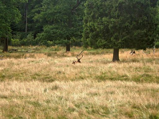 Wildpark Sababurg