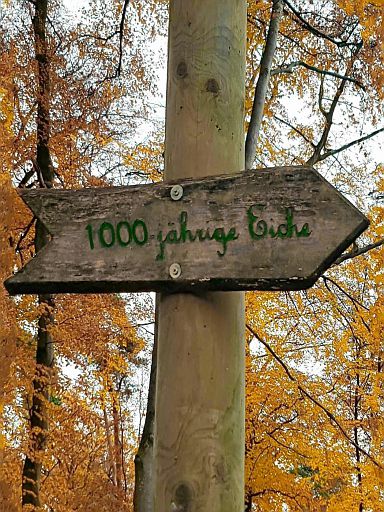 Hinweis: 1000-jährige Eiche