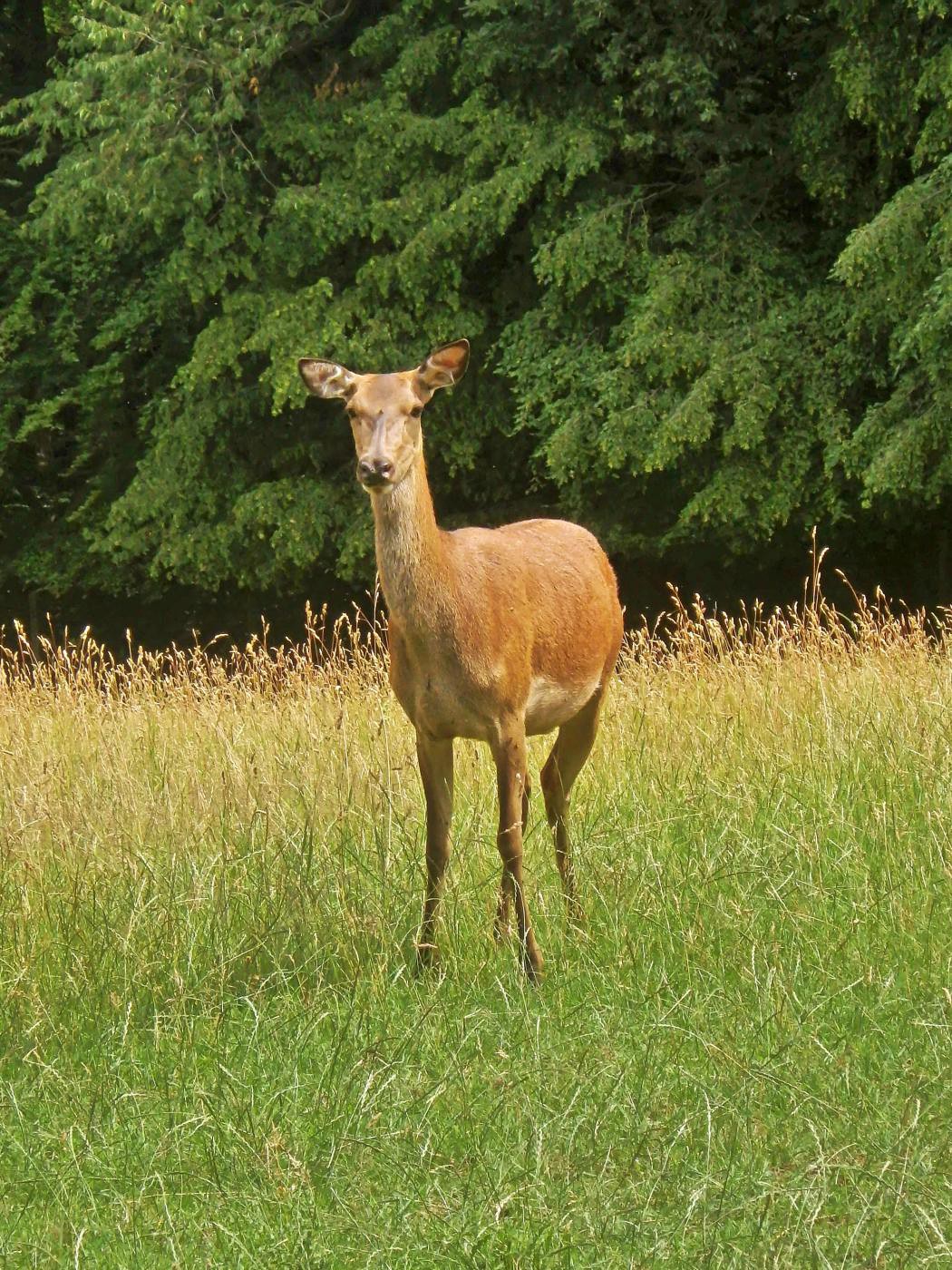 Dame aus Friedrichswald