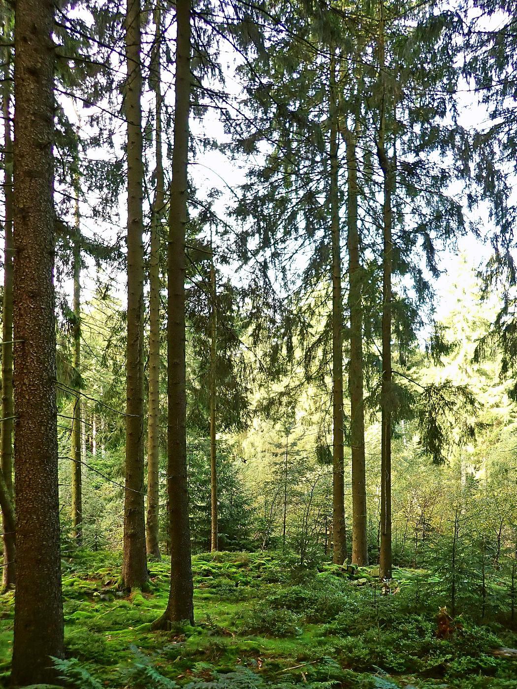 Auf dem Bückeberg