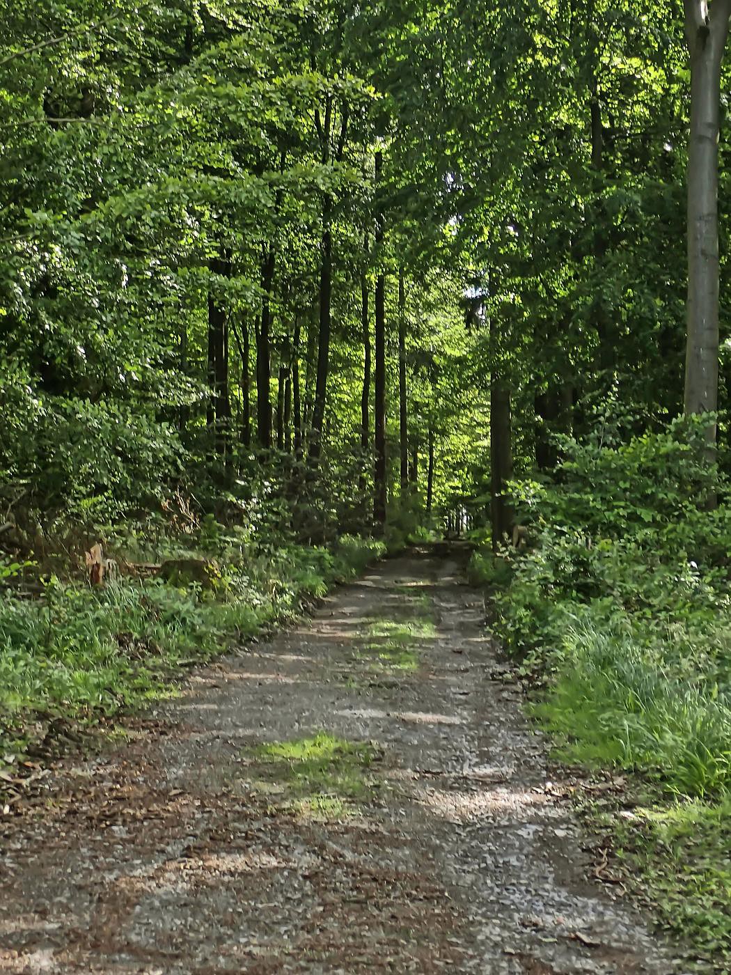 Blomberger Wald