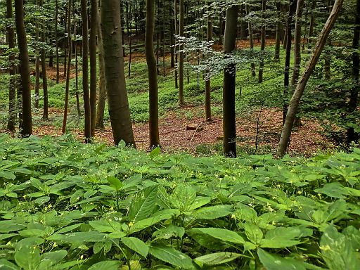 Blomberger Wald