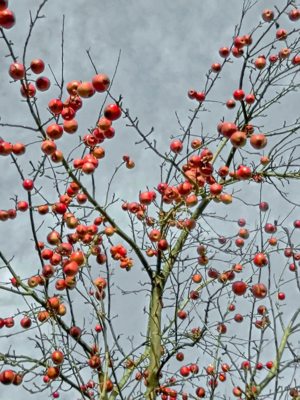 Vitamine für den Winter