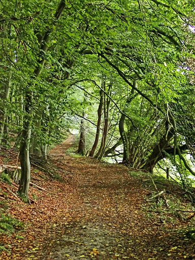 Im Steinheimer Holz