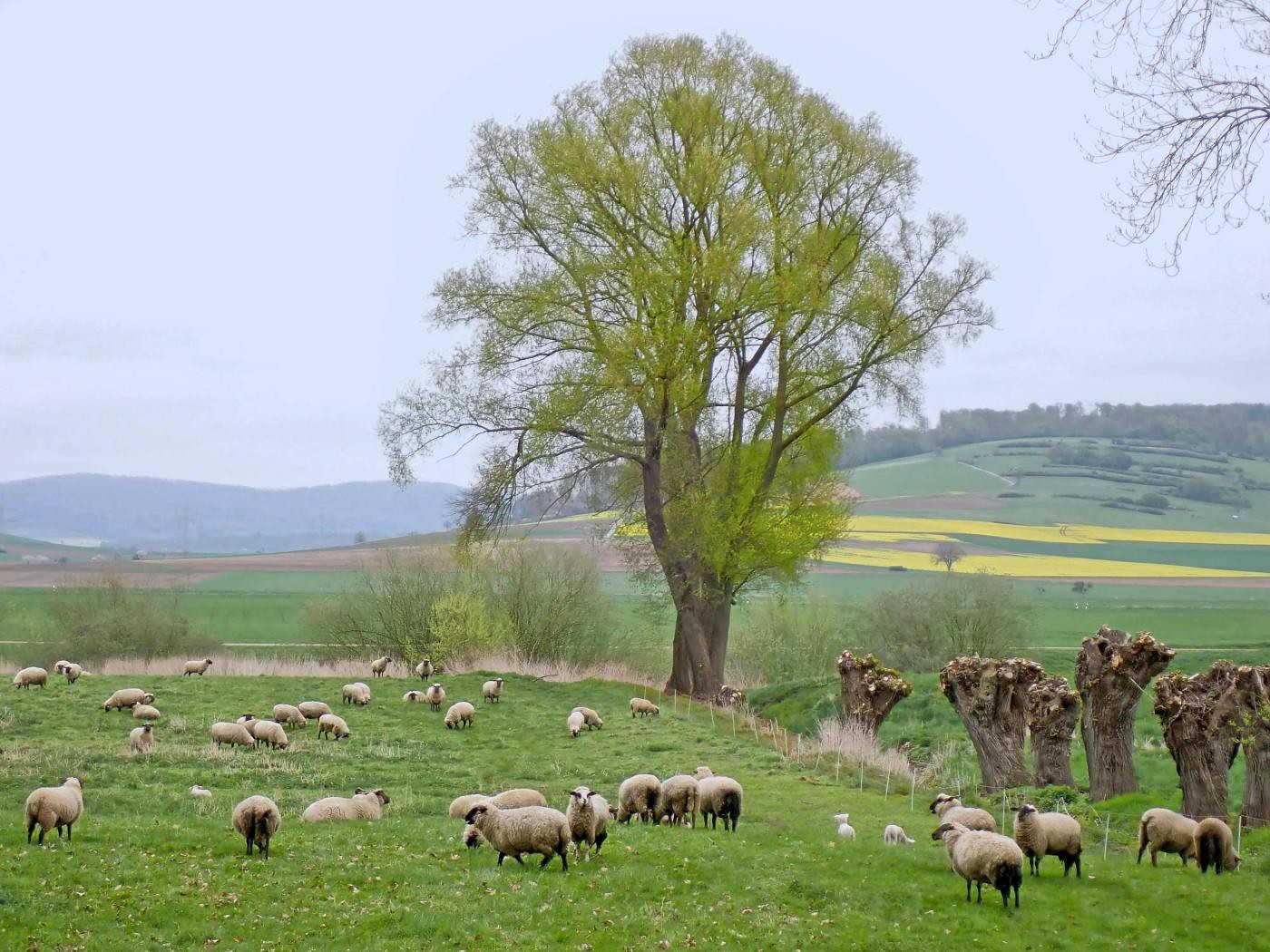 Die ersten Osterlämmer sind geboren