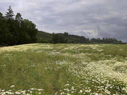 Duftendes Feld