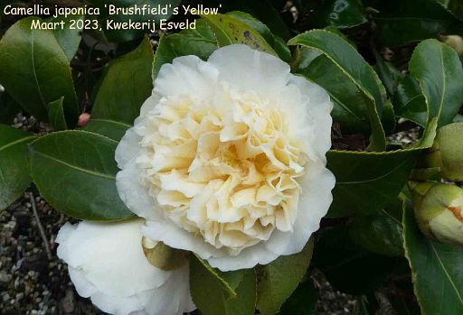 Camellia japonica 'Brushfield's Yellow'