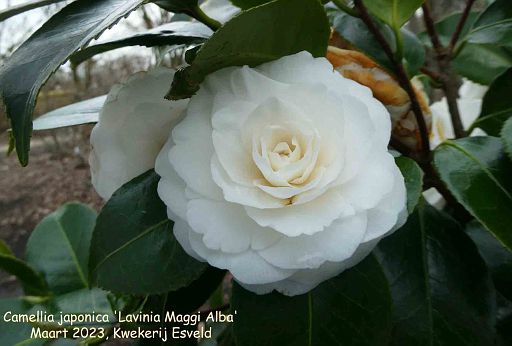 Camellia japonica 'Lavinia Maggi Alba'