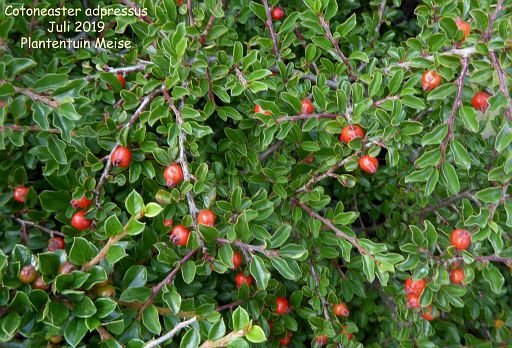 Cotoneaster adpressus (fruit)
