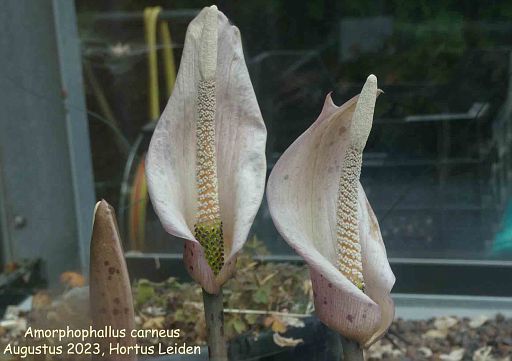 Amorphophallus carneus