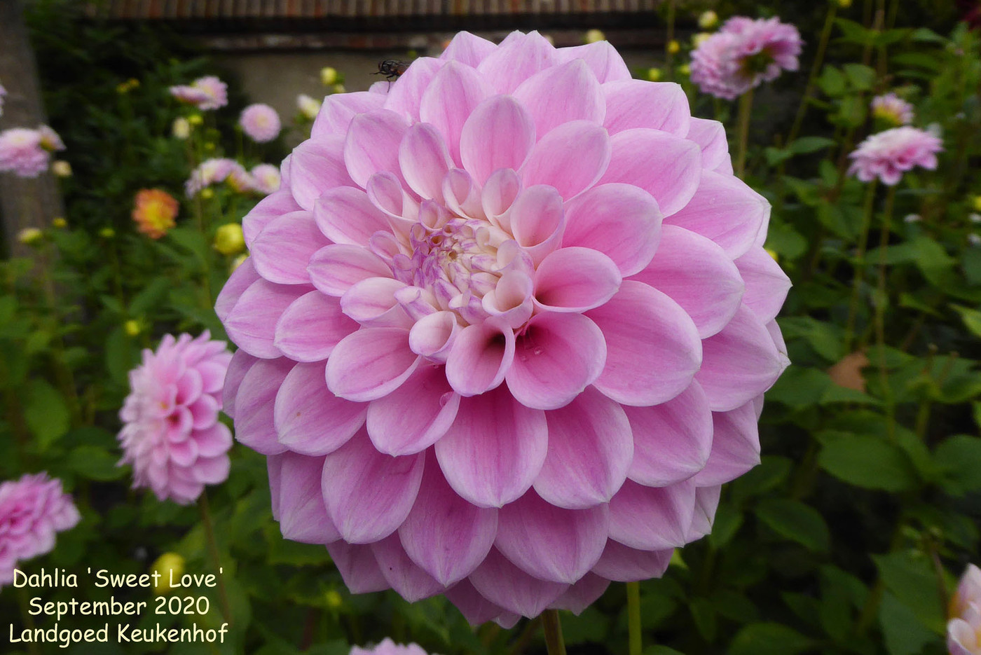 Photo: Dahlia 'Sweet Lucille' | Dahlia (hybrid cultivars