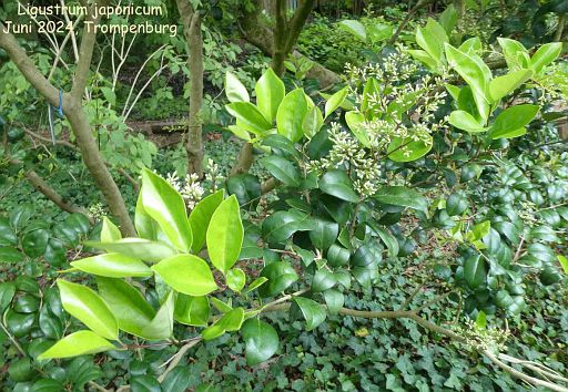 verliert liguster im winter blätter Wintergrüner Liguster (Ligustrum vulgare 'Atrovirens') | 80-100 mit  Wurzelballen main image 0