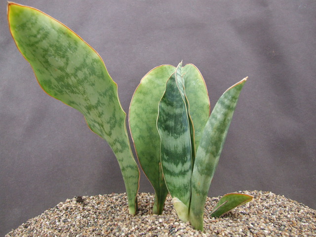 sansevieria velvet touchz Sansevieria Velvet TouchZ  Naz Plant & Flowers