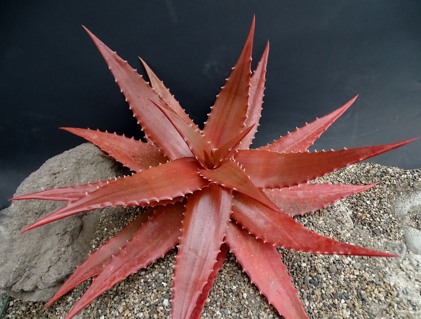 Aloe bussei