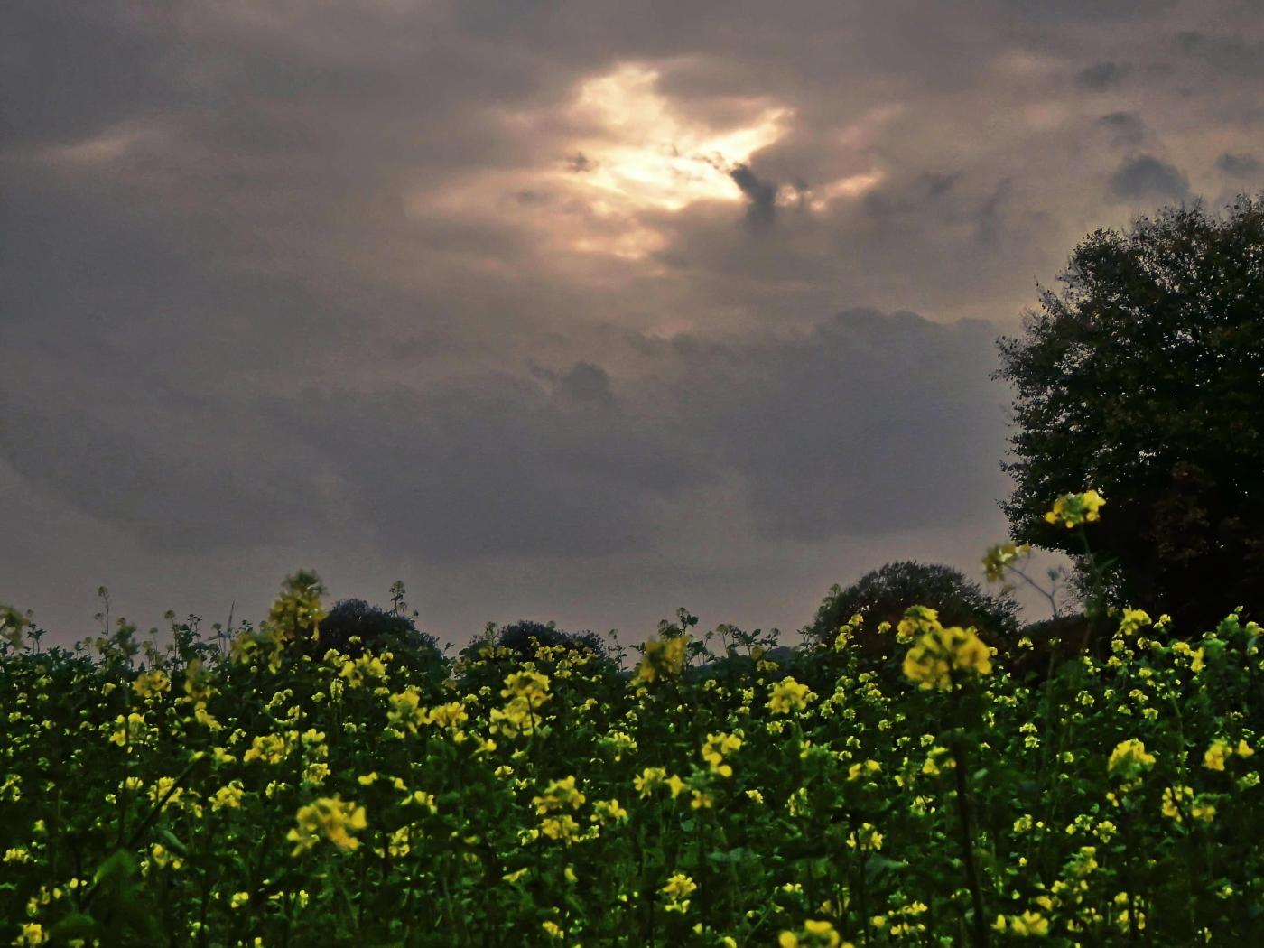 Herbstblüten