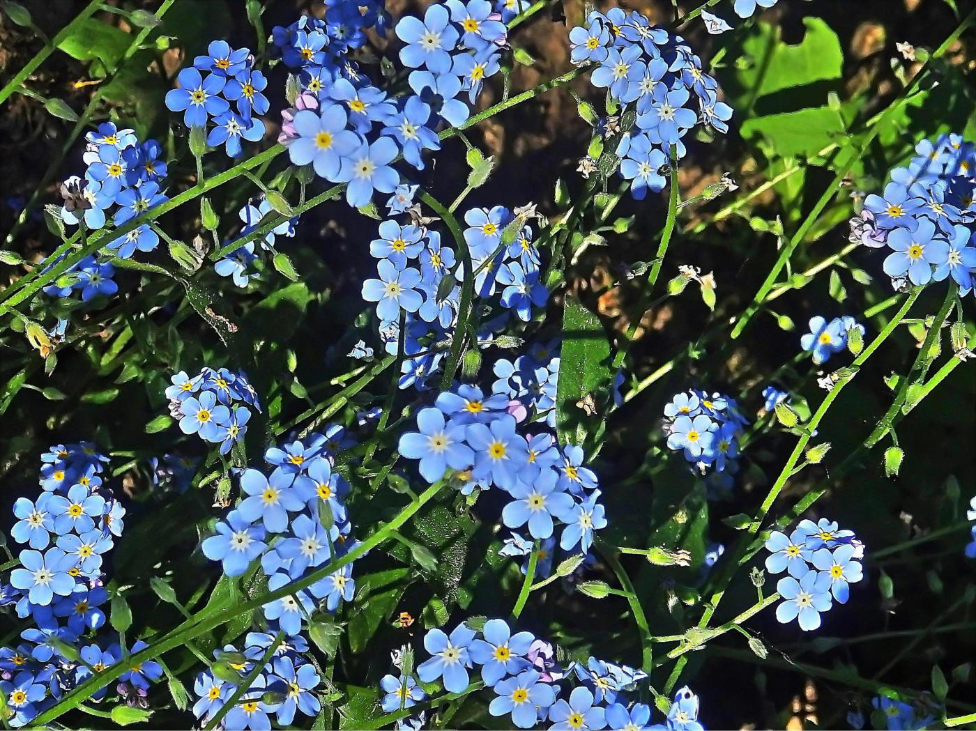 Himmelblaue Wolken