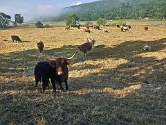 Highland Cattle