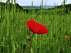 Farbkleckse im Kornfeld