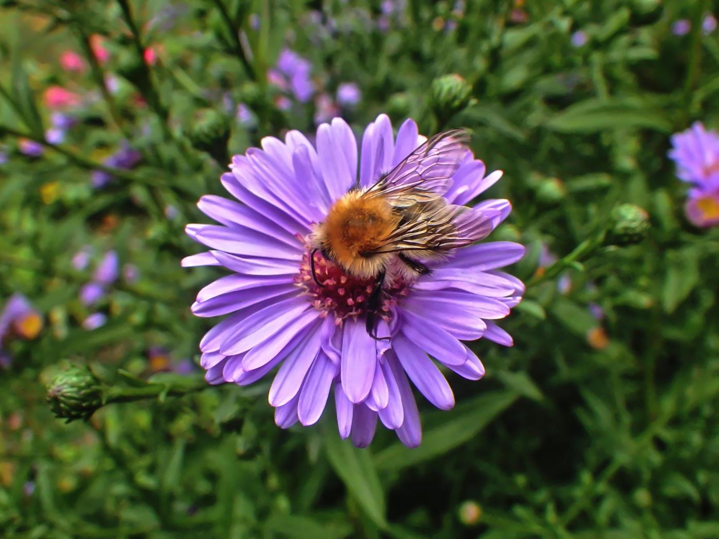 Flauschiger Brummer