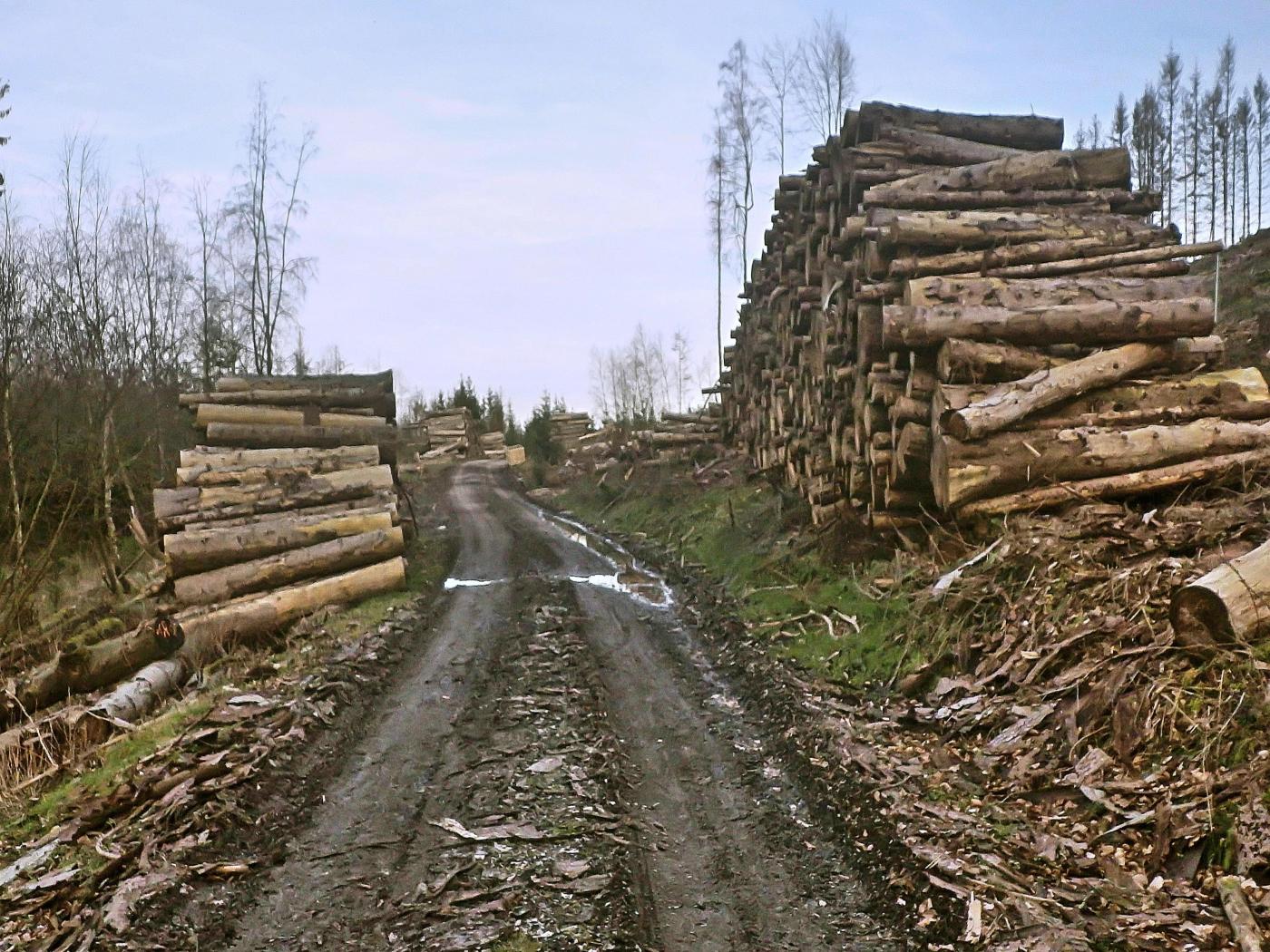 Waldweg