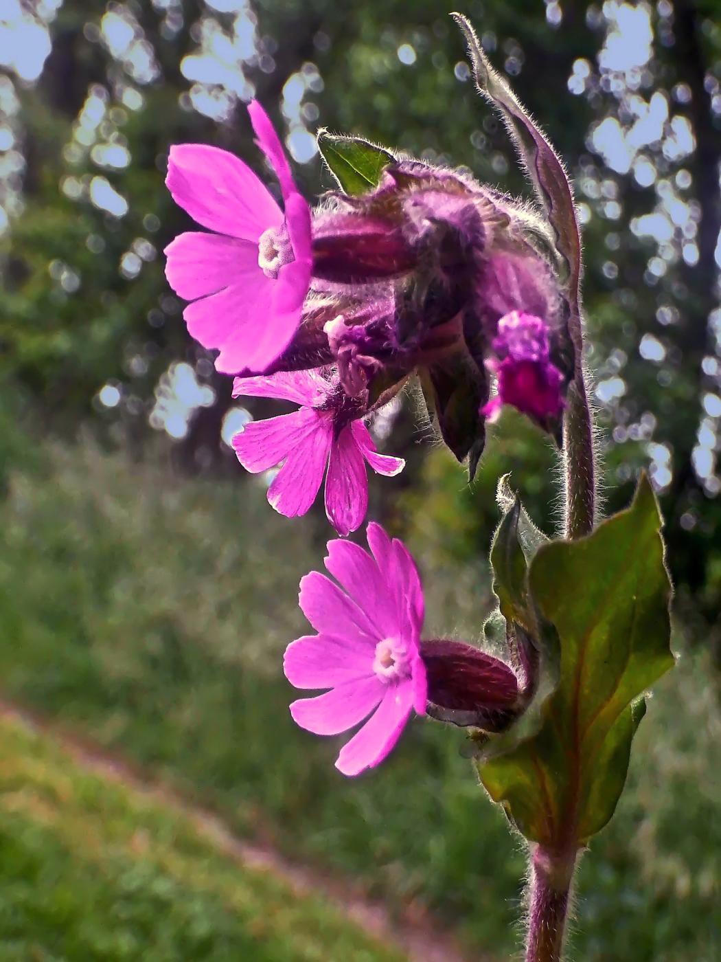 Waldblume