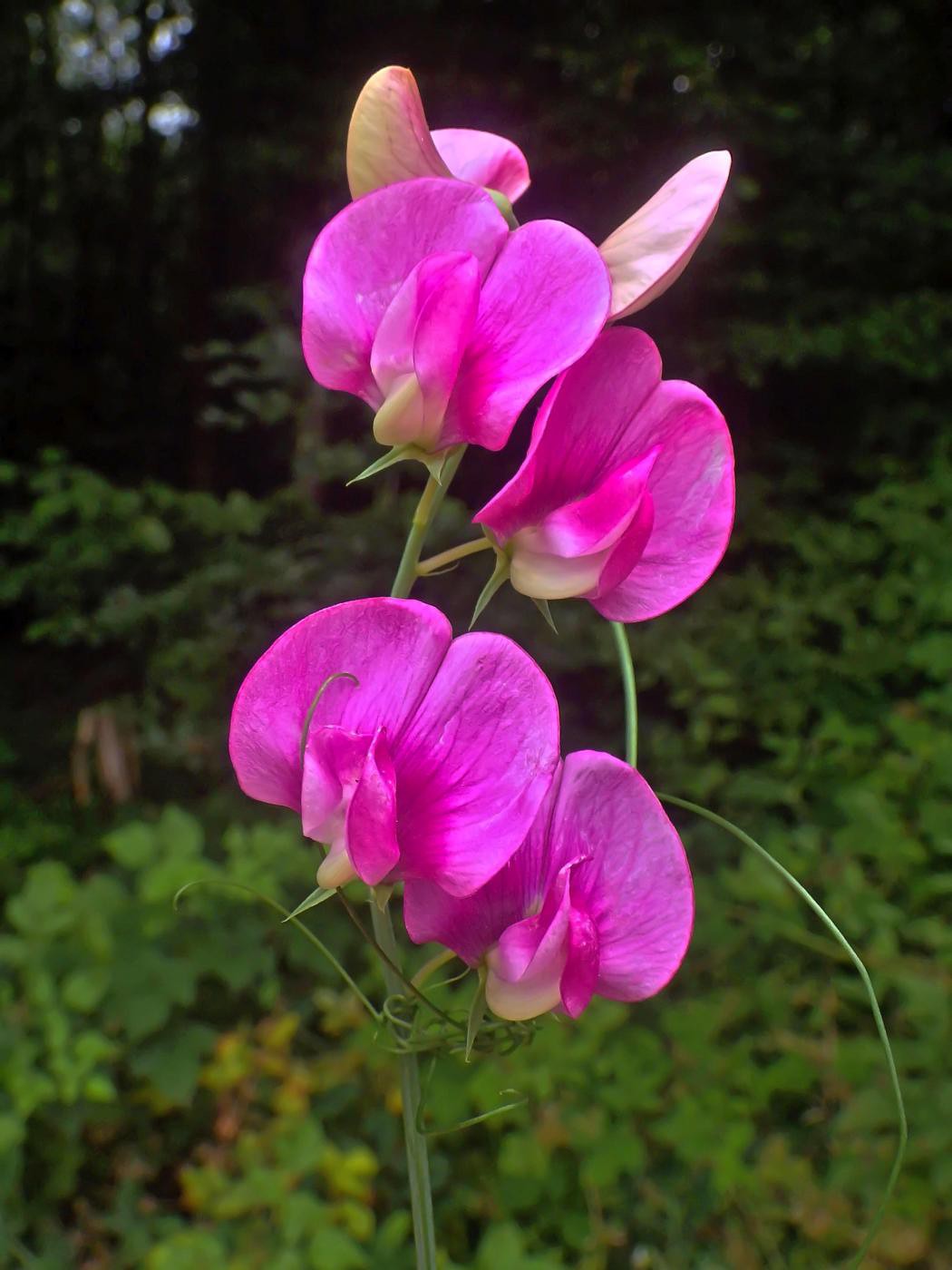 Farbe im Wald