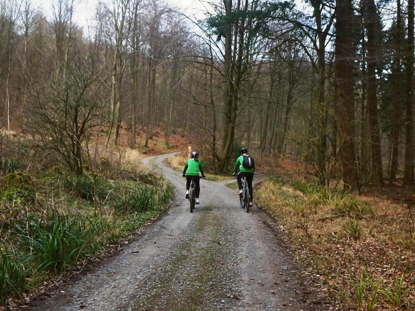 Waldweg im Süntel