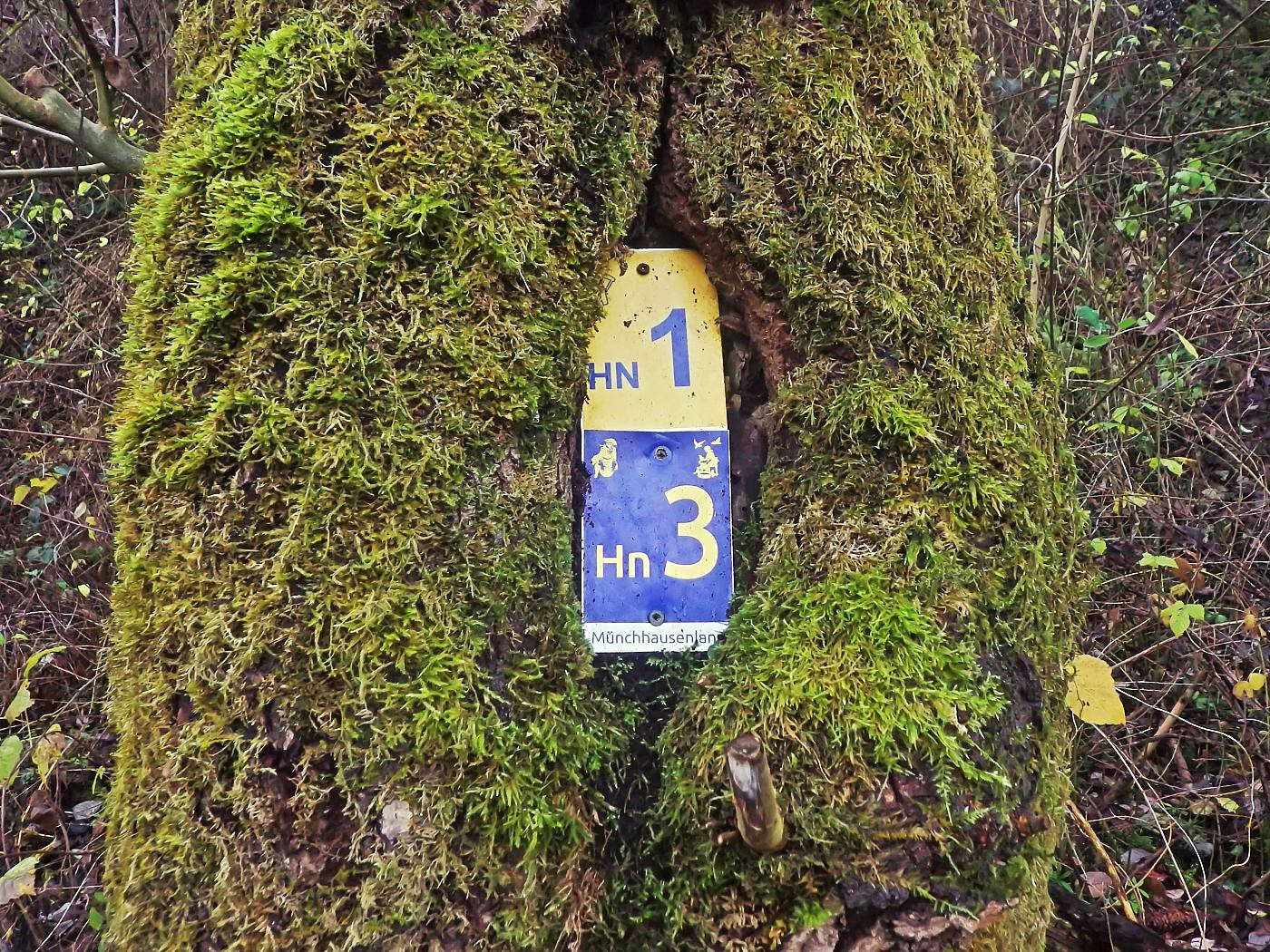 Baum frisst Schild