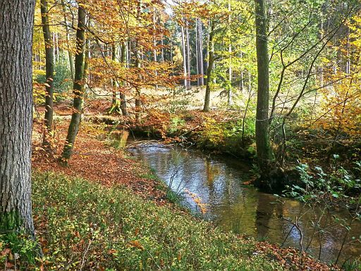 Ölbach im Holter Wald