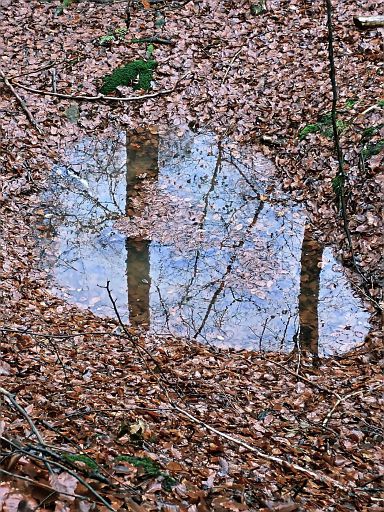 Schwalenberger Wald