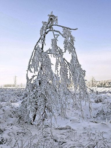 Eisskulptur