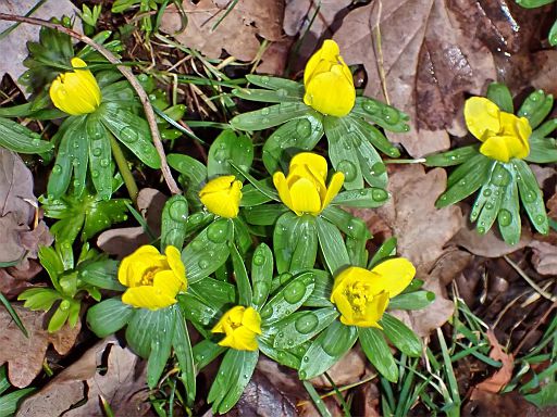 Schon mal den Frühling locken