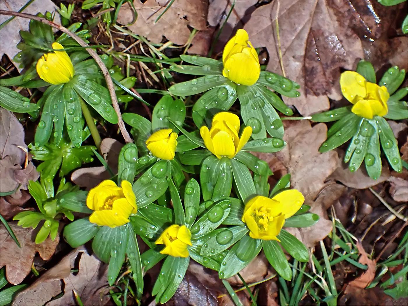 Schon mal den Frühling locken