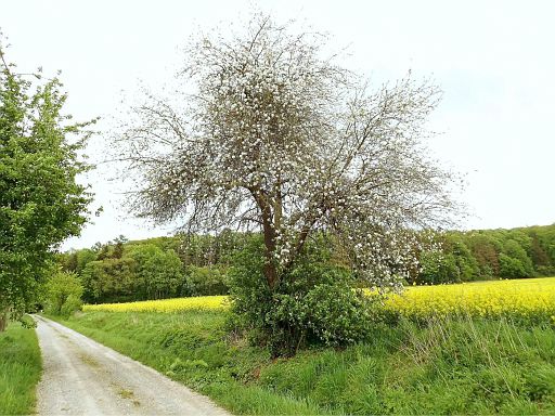 Jakobs-Pilgerweg