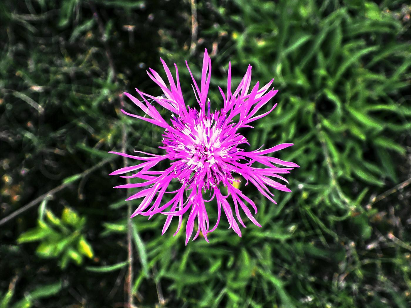 Freundliche Blume