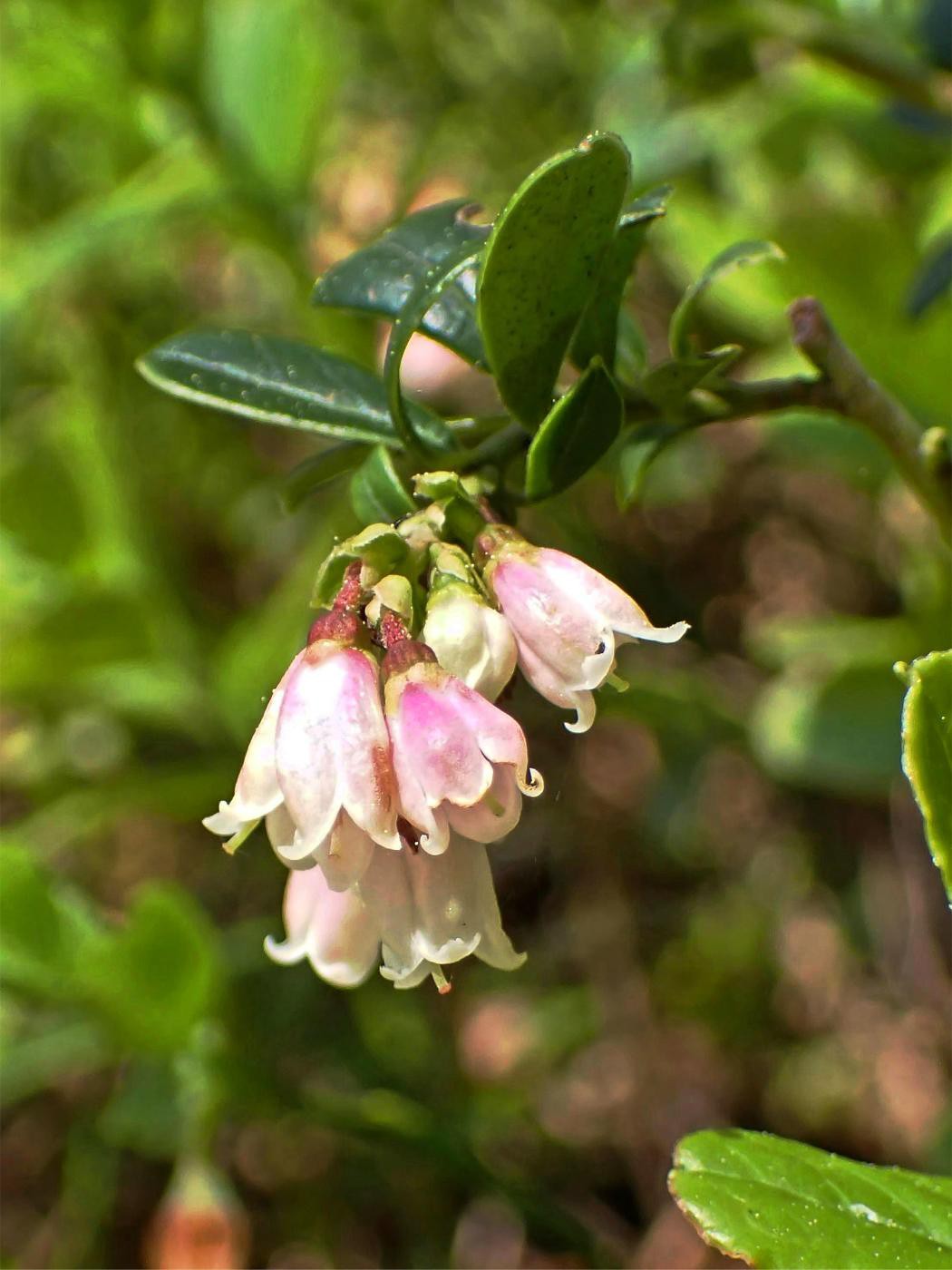 Blaubeerblüte