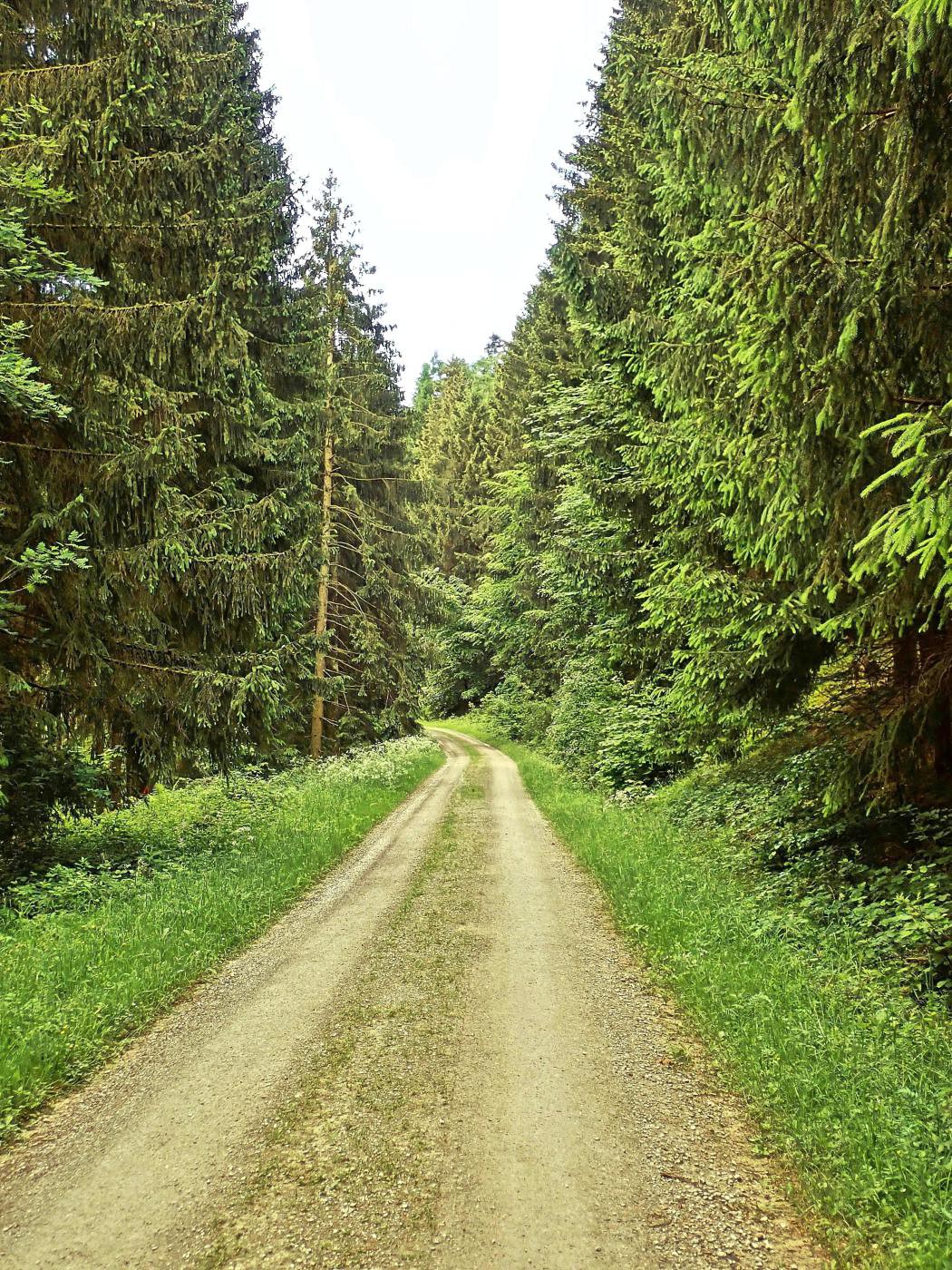 Tanzbergweg