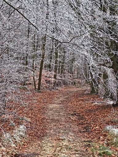 Eiswald Siebenberge