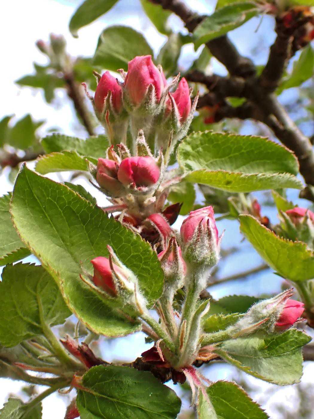 Kurz vor der Blüte