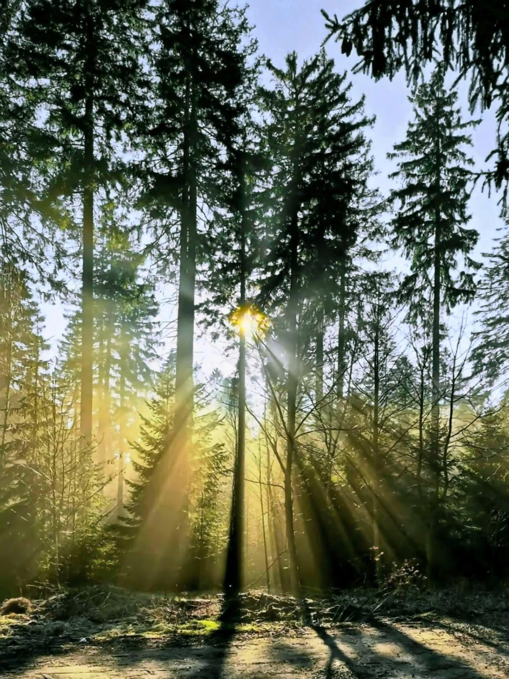 Goldene Frühlingssonne