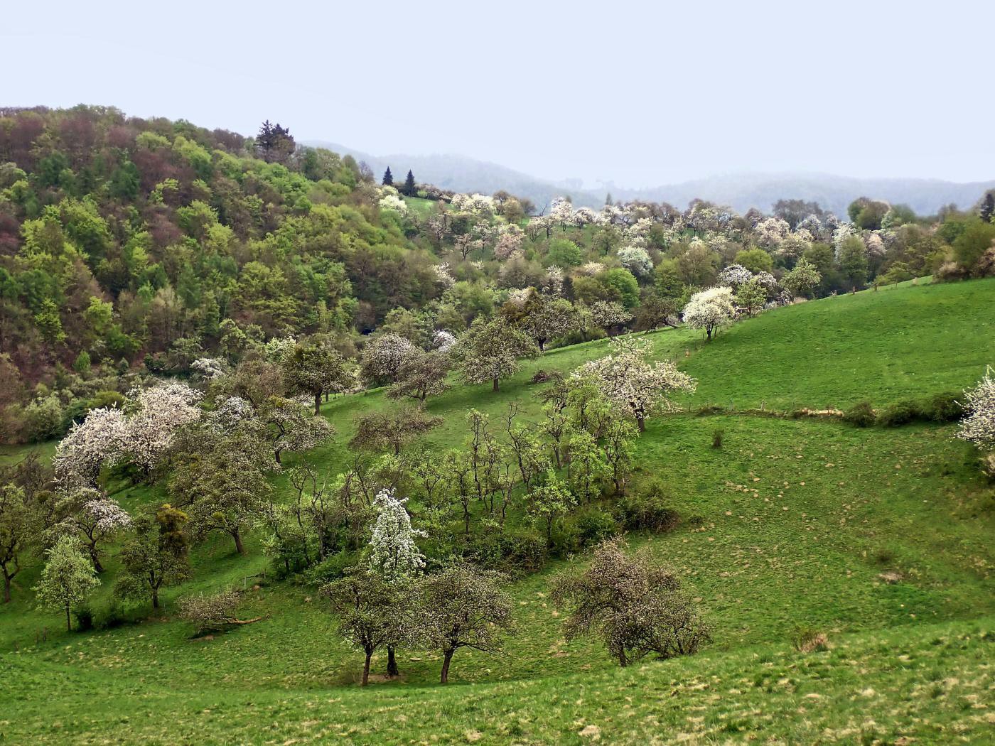 Kirschblüte Rühler Schweiz