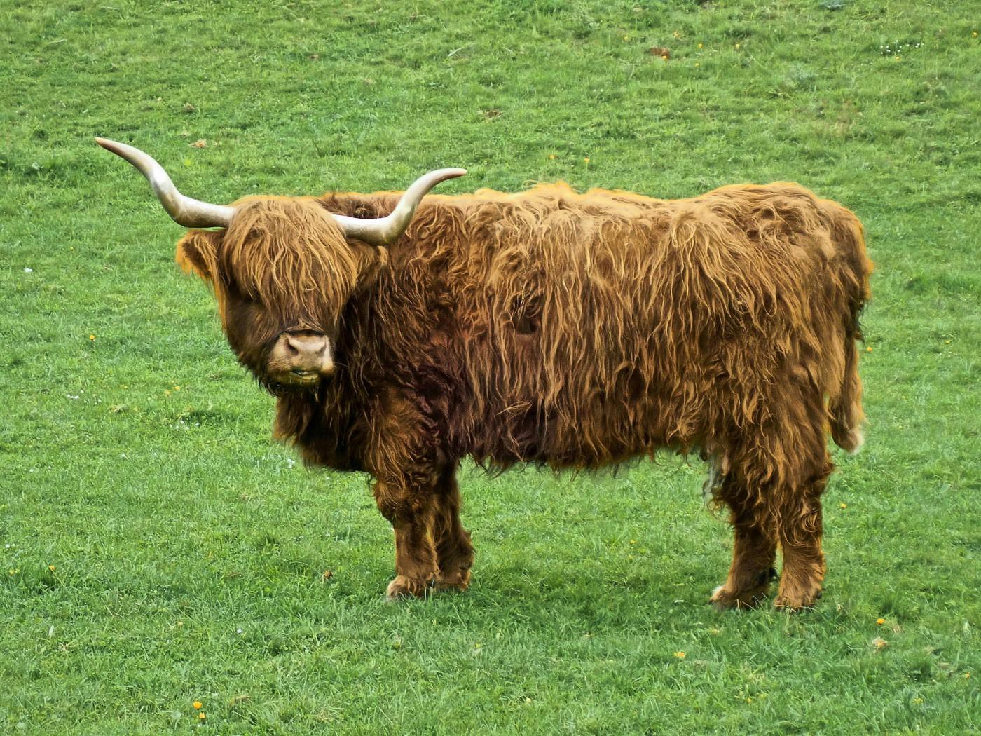 Zottelmama