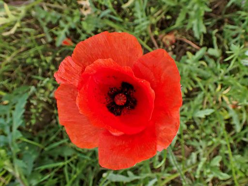 Poppy