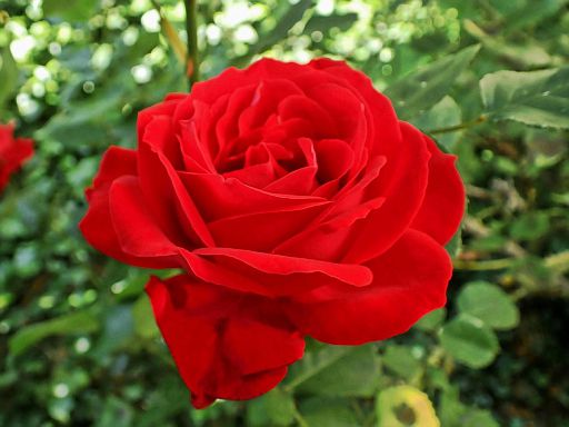 Königin der Blüten