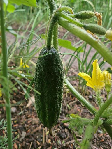 Erstes grünes Leckerli