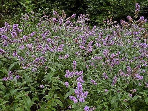 Aromatische Pflanzen