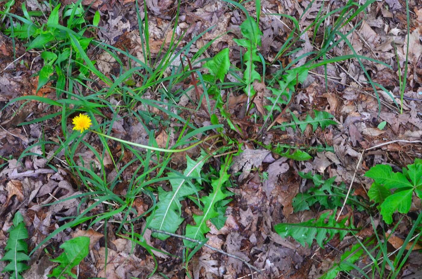 Dandelion_Vs_Wildlettuce_4-vi.jpg