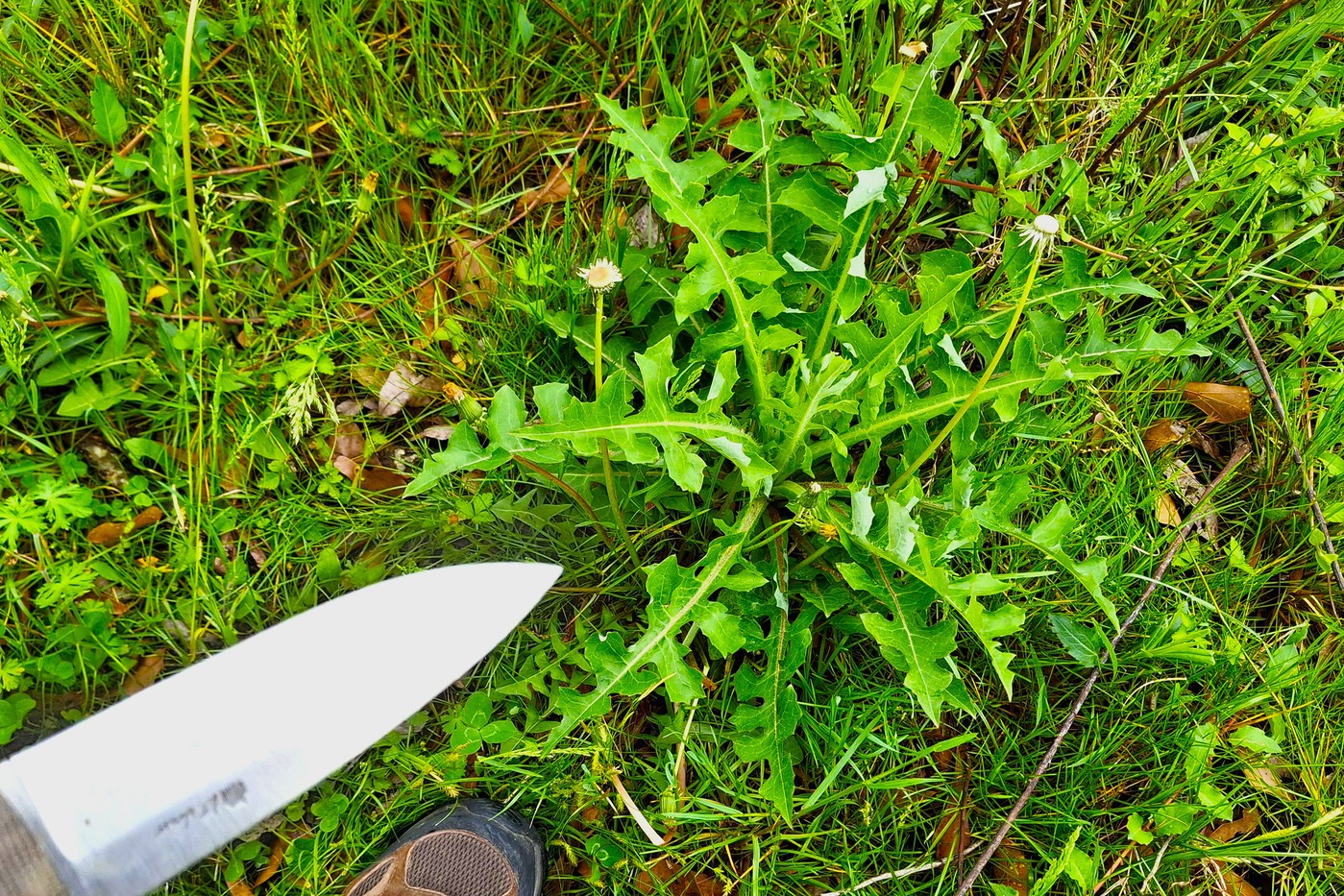 Dandelion_Vs_Wildlettuce_8-vi.jpg
