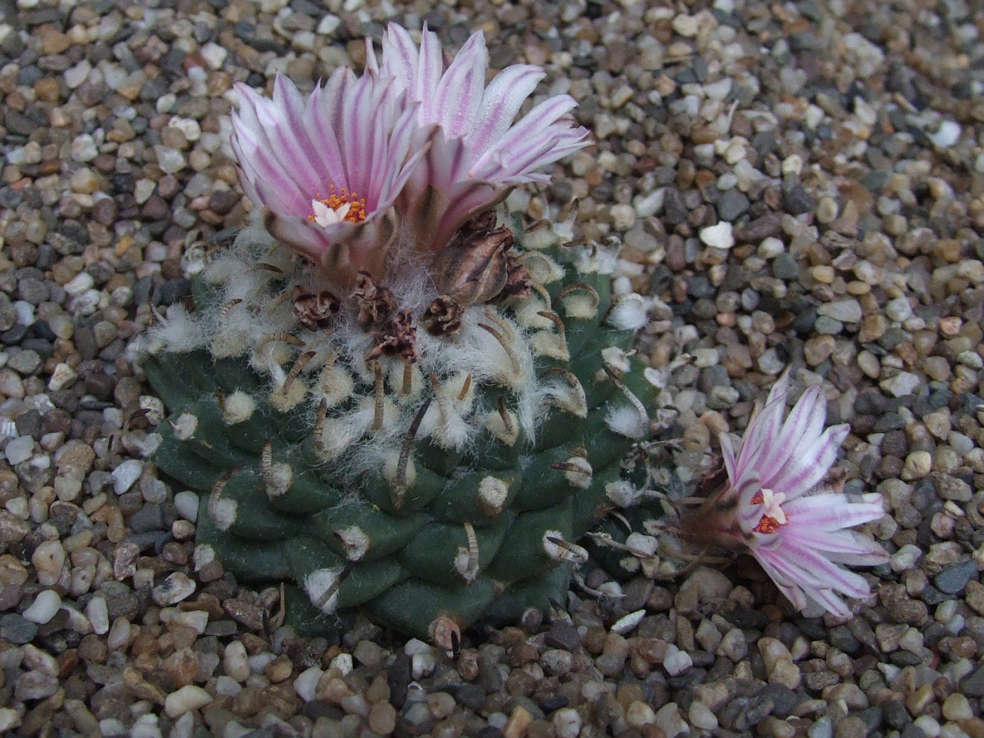 Photo Turbinicarpus Schmiedickeanus Ssp Andersonii Cactus photo-turbinicarpus-schmiedickeanus-ssp-andersonii-cactus