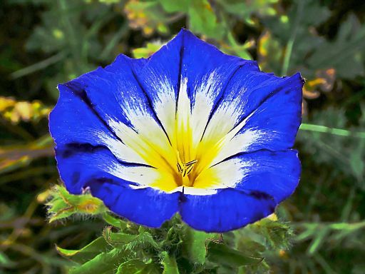 Feuerwerk im blauen Himmel